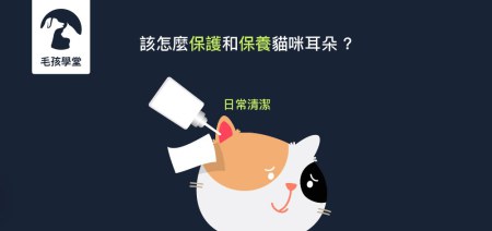 貓咪耳朵是寄生蟲熱愛入侵的場所之一，到底該怎麼保護和保養貓咪耳朵呢 ? 詳細圖文讓你秒變貓咪達人~